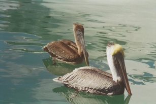 Pelicans at Coconut Grove Florida waterfront